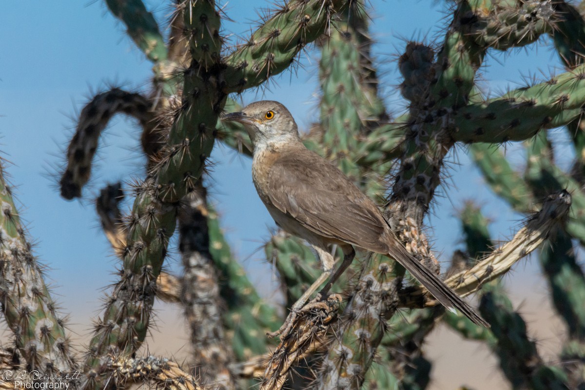 Curve-billed Thrasher - ML620888676