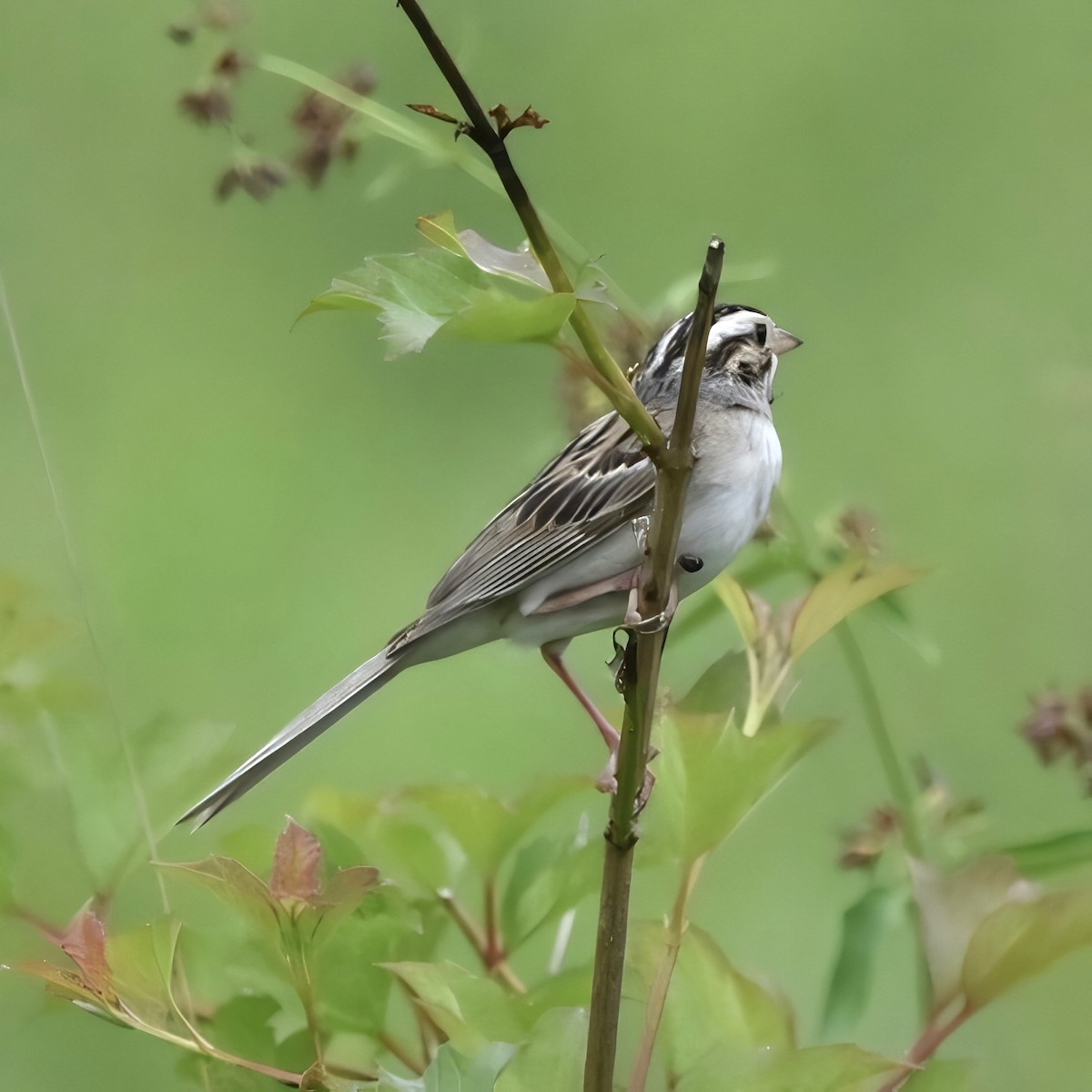 Clay-colored Sparrow - ML620888677