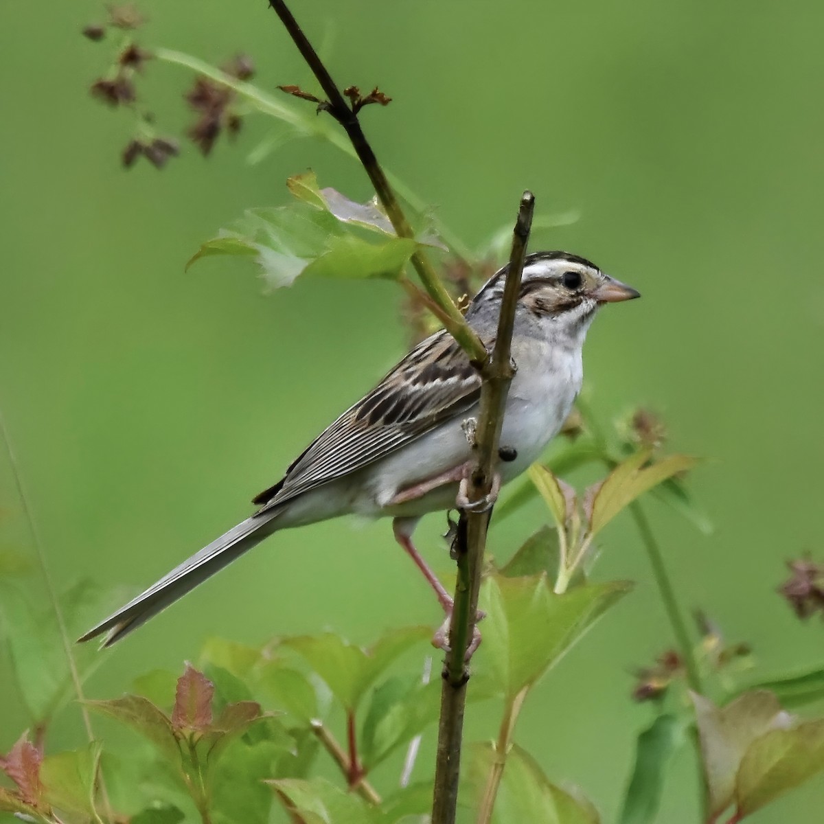 Clay-colored Sparrow - Jennifer Halter