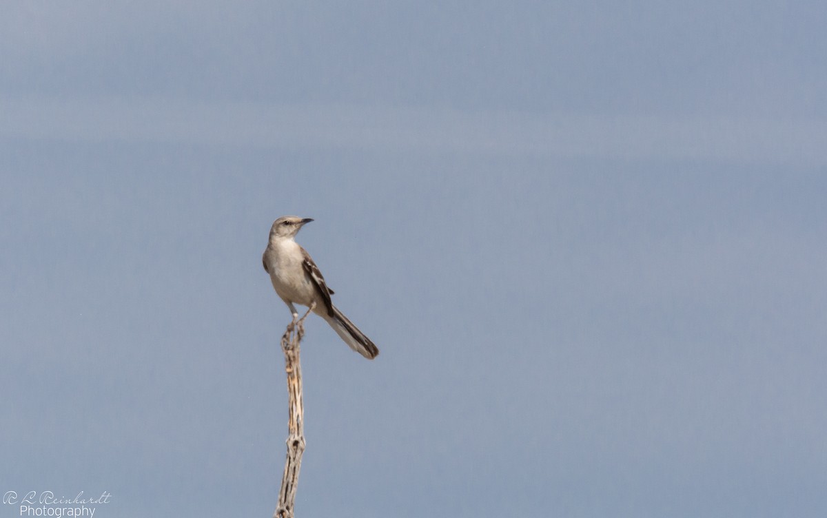 Northern Mockingbird - ML620888682