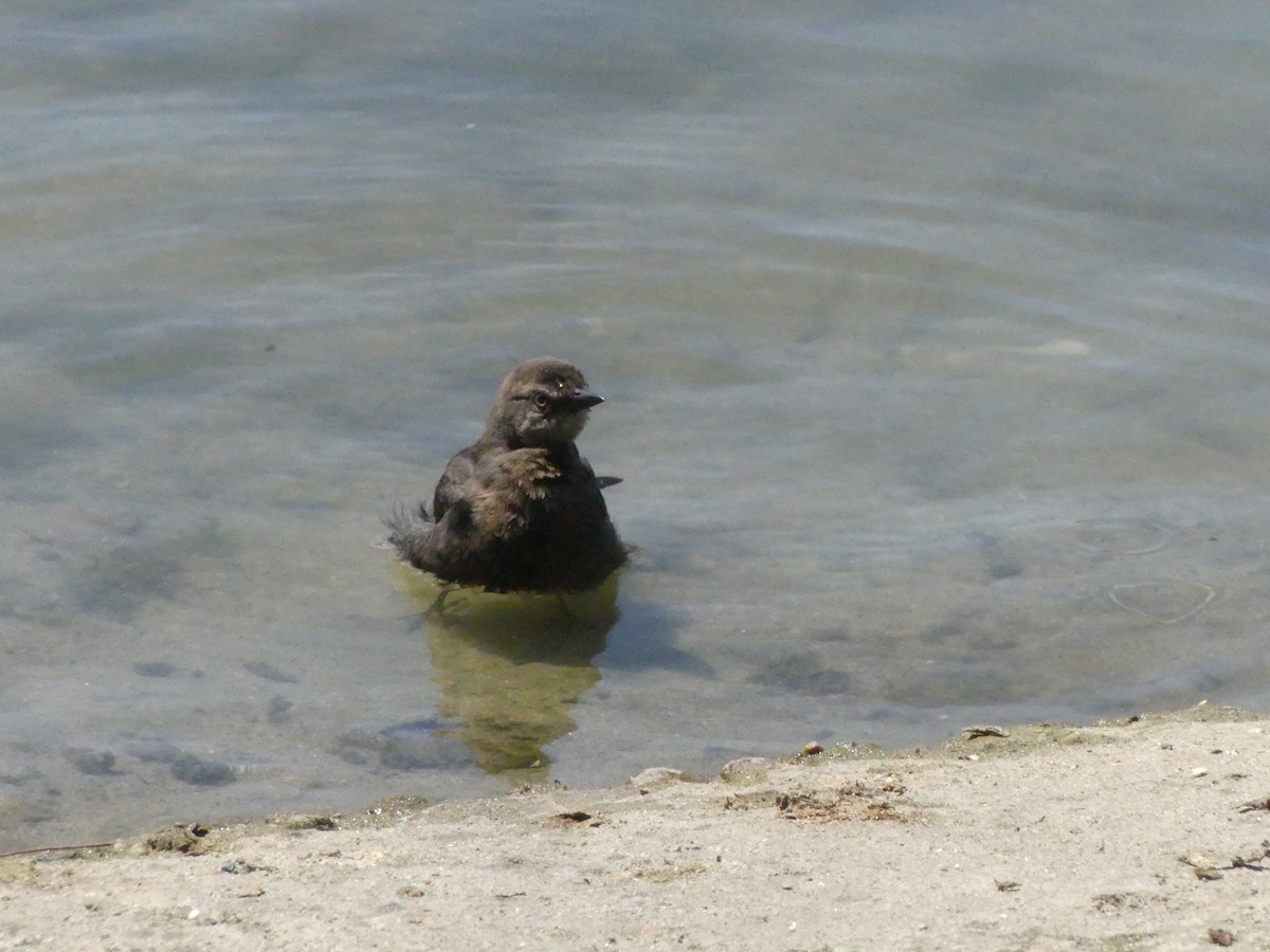 Brewer's Blackbird - ML620888688