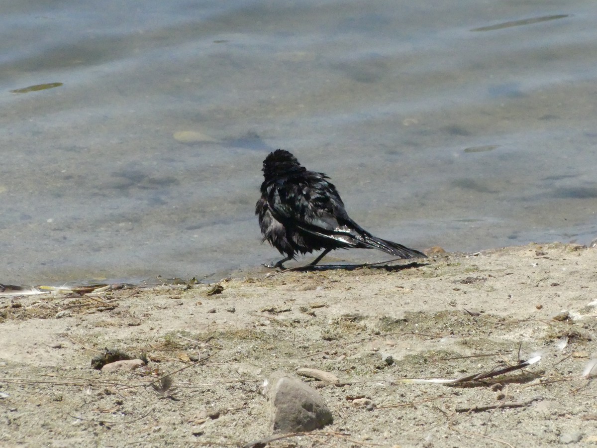 Brewer's Blackbird - ML620888689