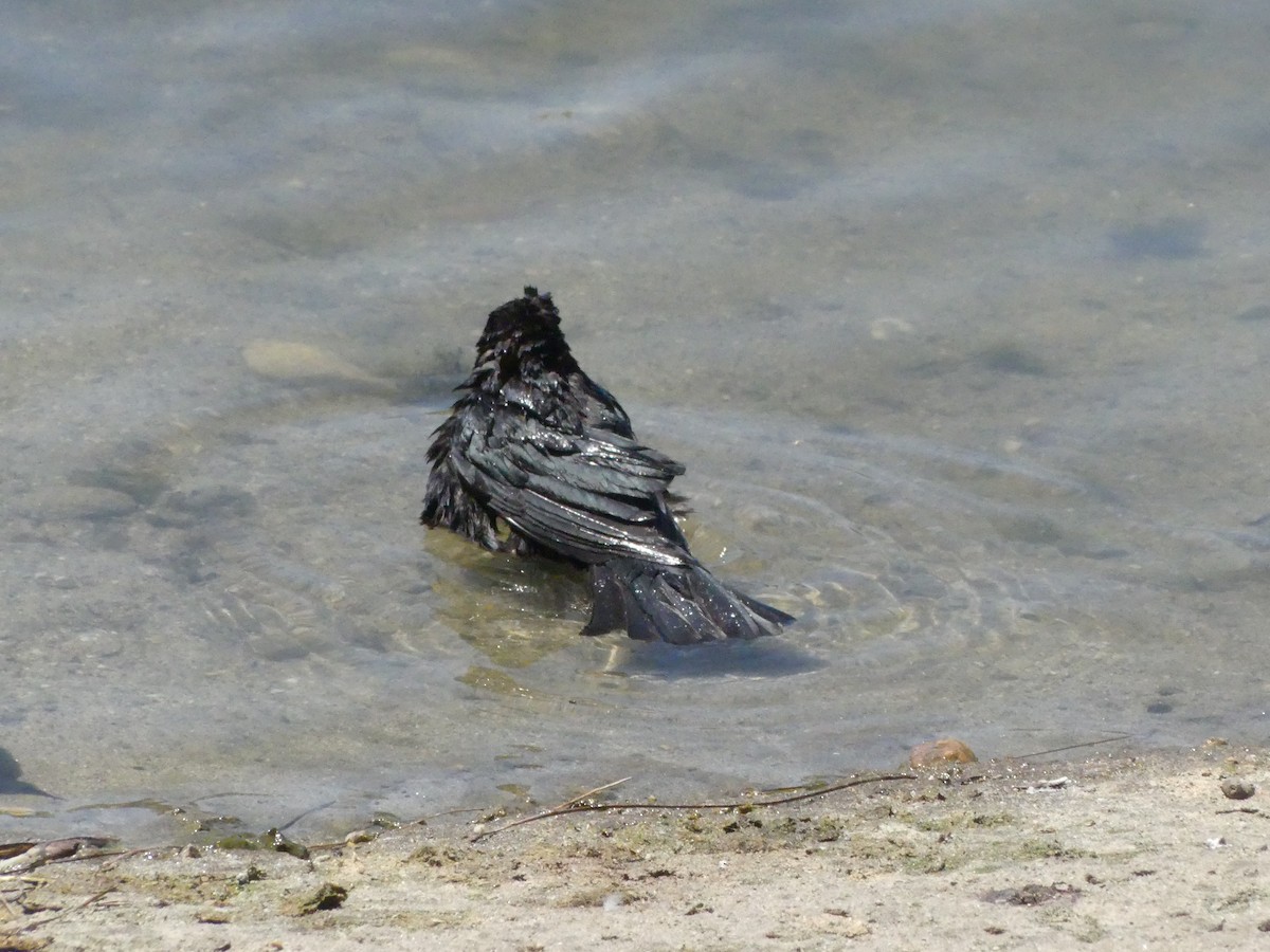 Brewer's Blackbird - ML620888691