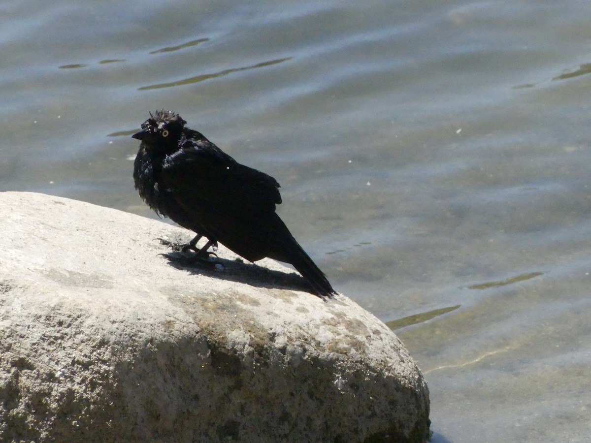 Brewer's Blackbird - Larry Koopa