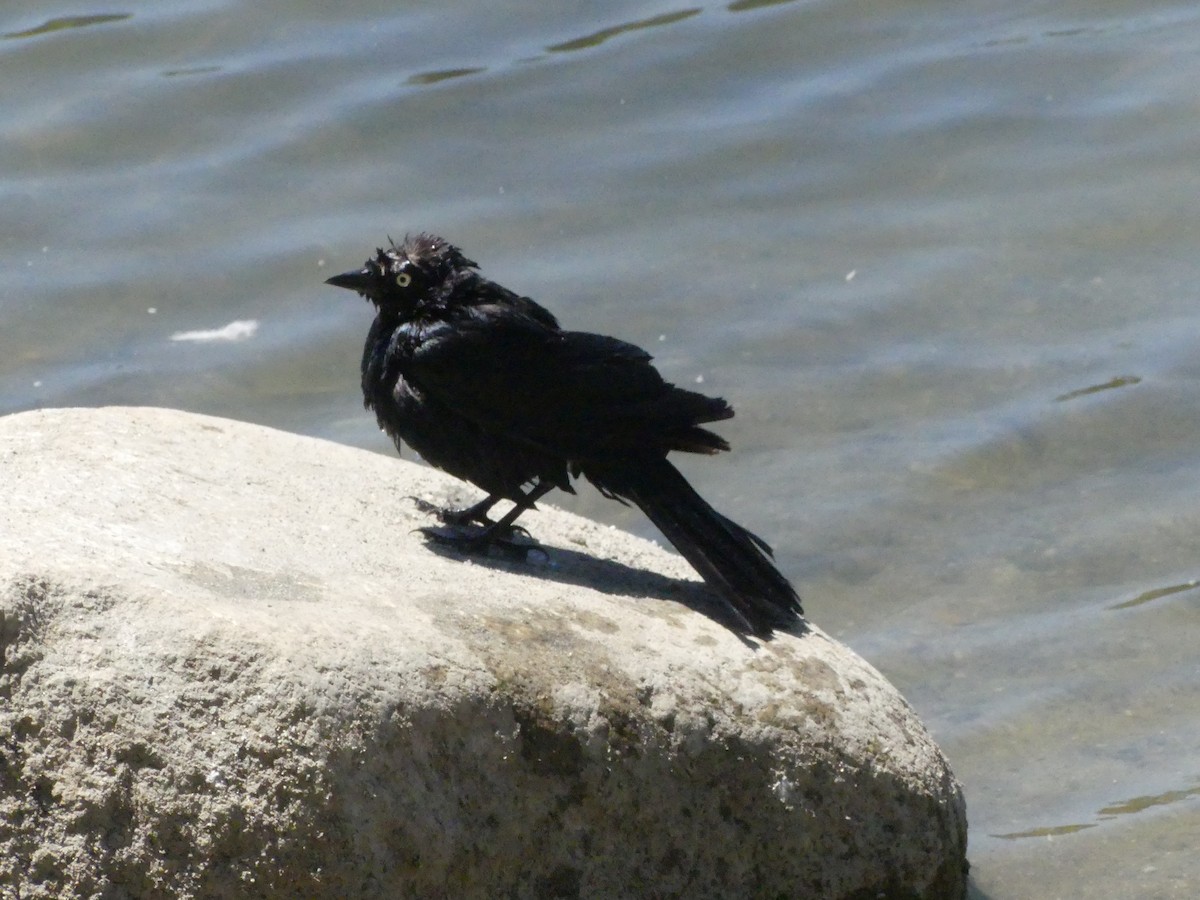 Brewer's Blackbird - Larry Koopa