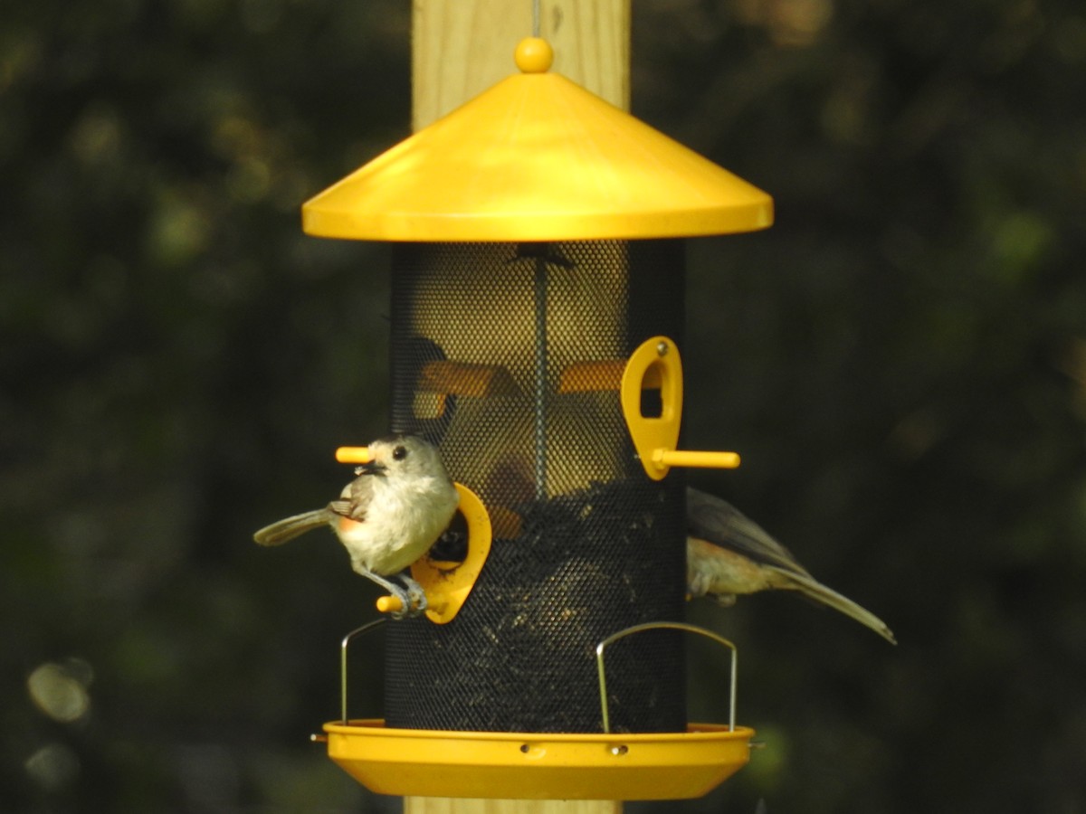 Black-crested Titmouse - ML620888695