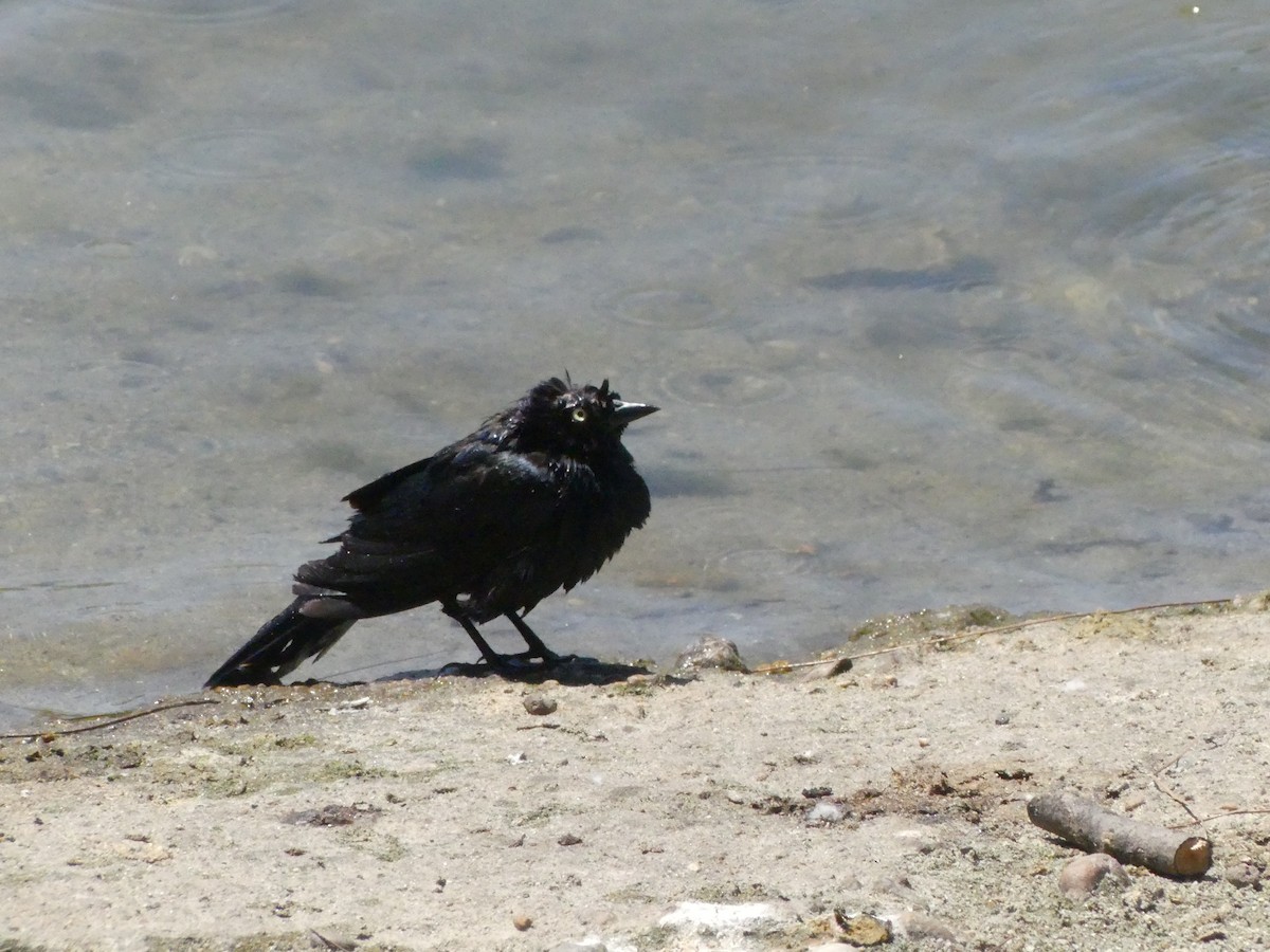 Brewer's Blackbird - ML620888696