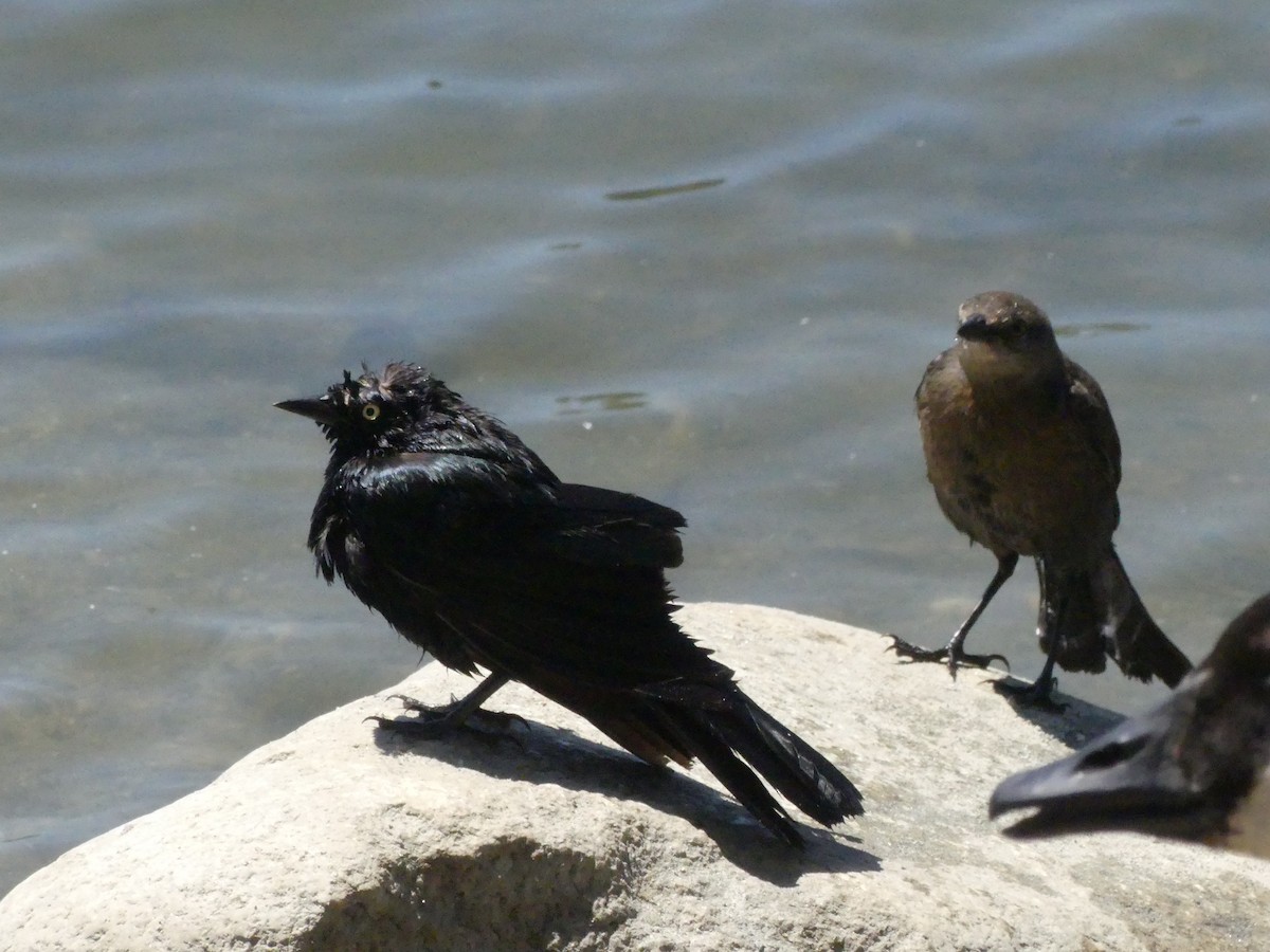 Brewer's Blackbird - ML620888699