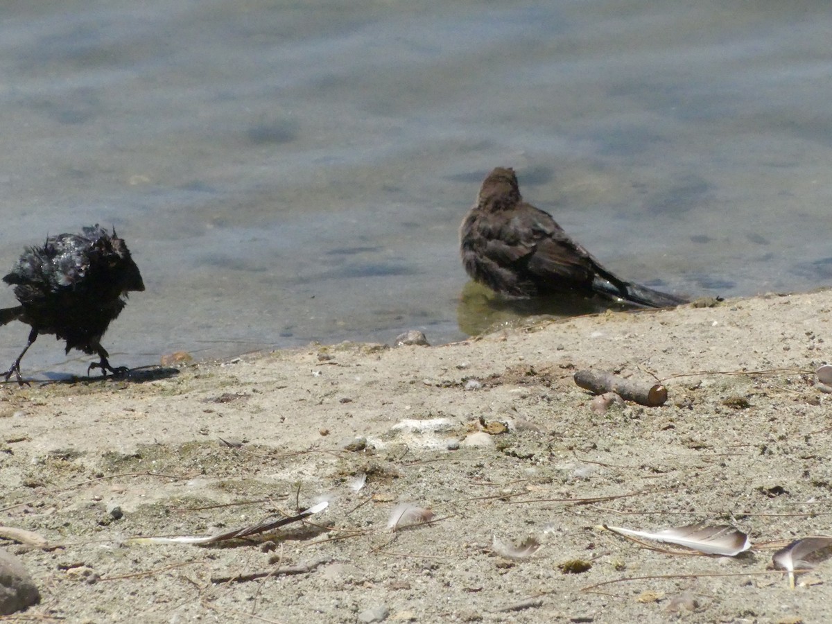 Brewer's Blackbird - ML620888700