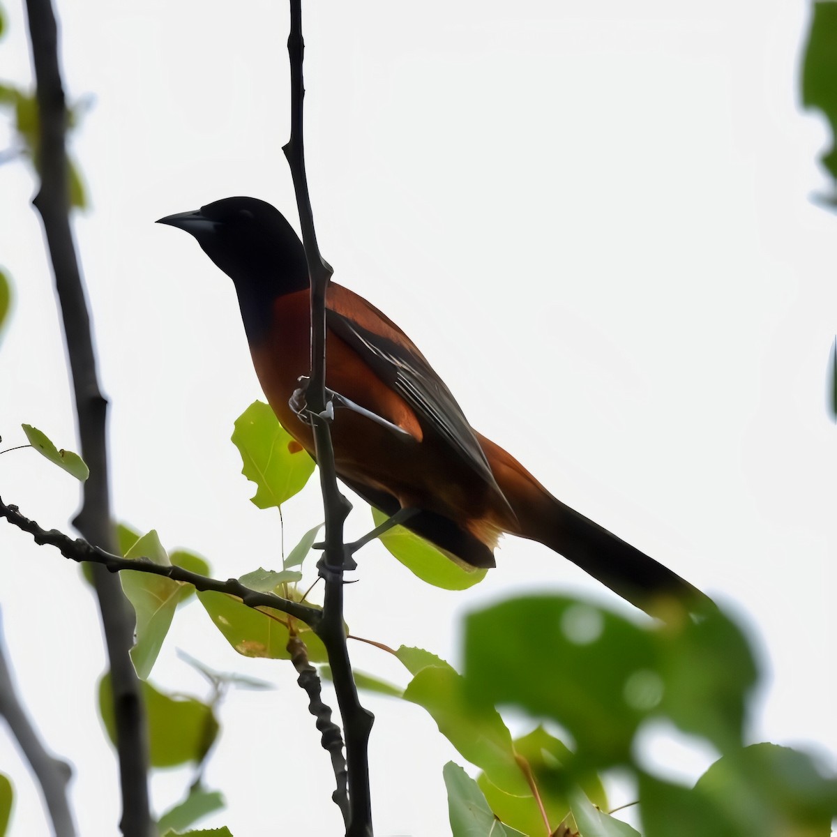 Oriole des vergers - ML620888733