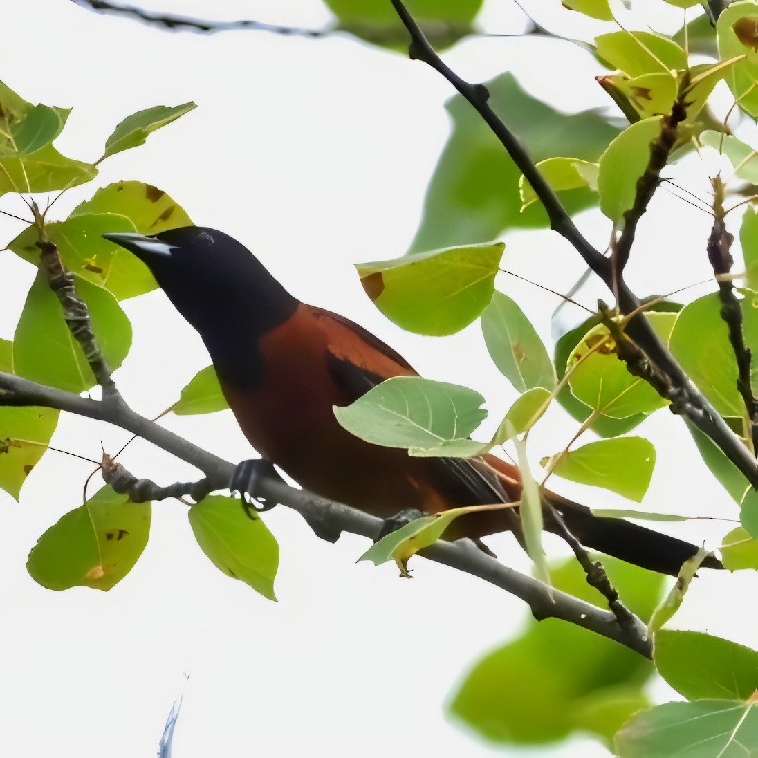 Oriole des vergers - ML620888734