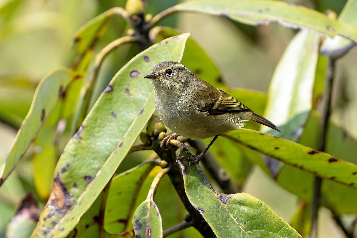 Buff-barred Warbler - ML620888735