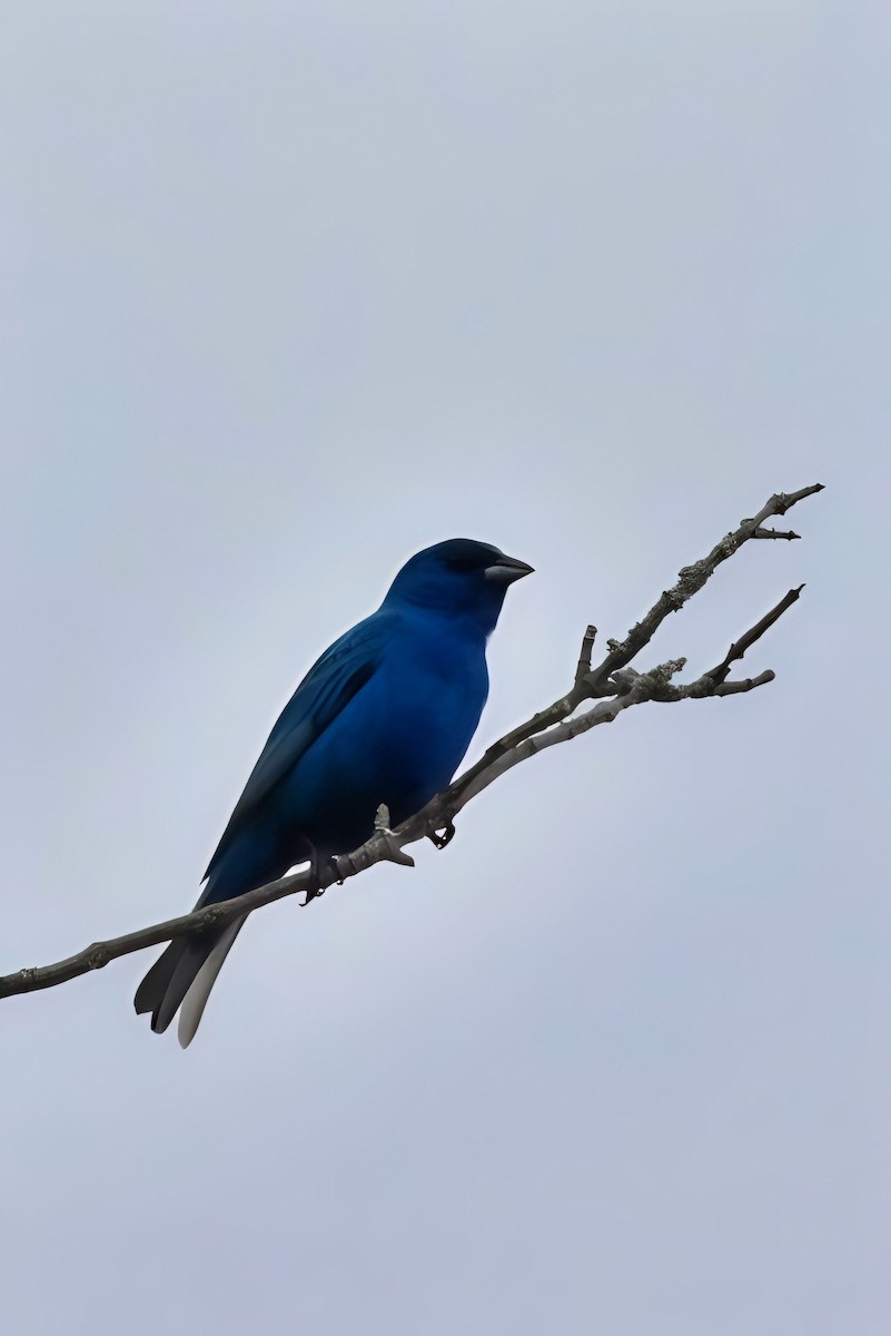 Indigo Bunting - ML620888738