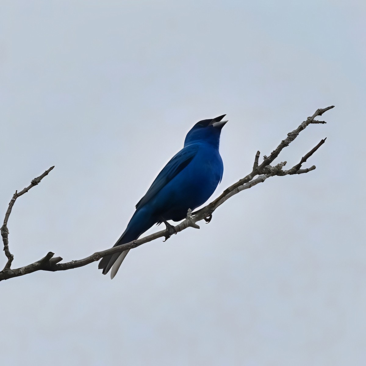 Indigo Bunting - ML620888739