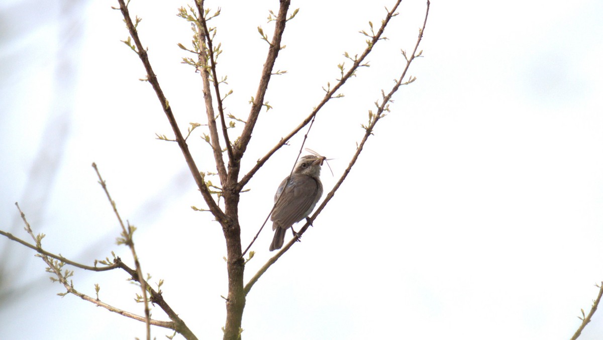 Common Woodshrike - ML620888741