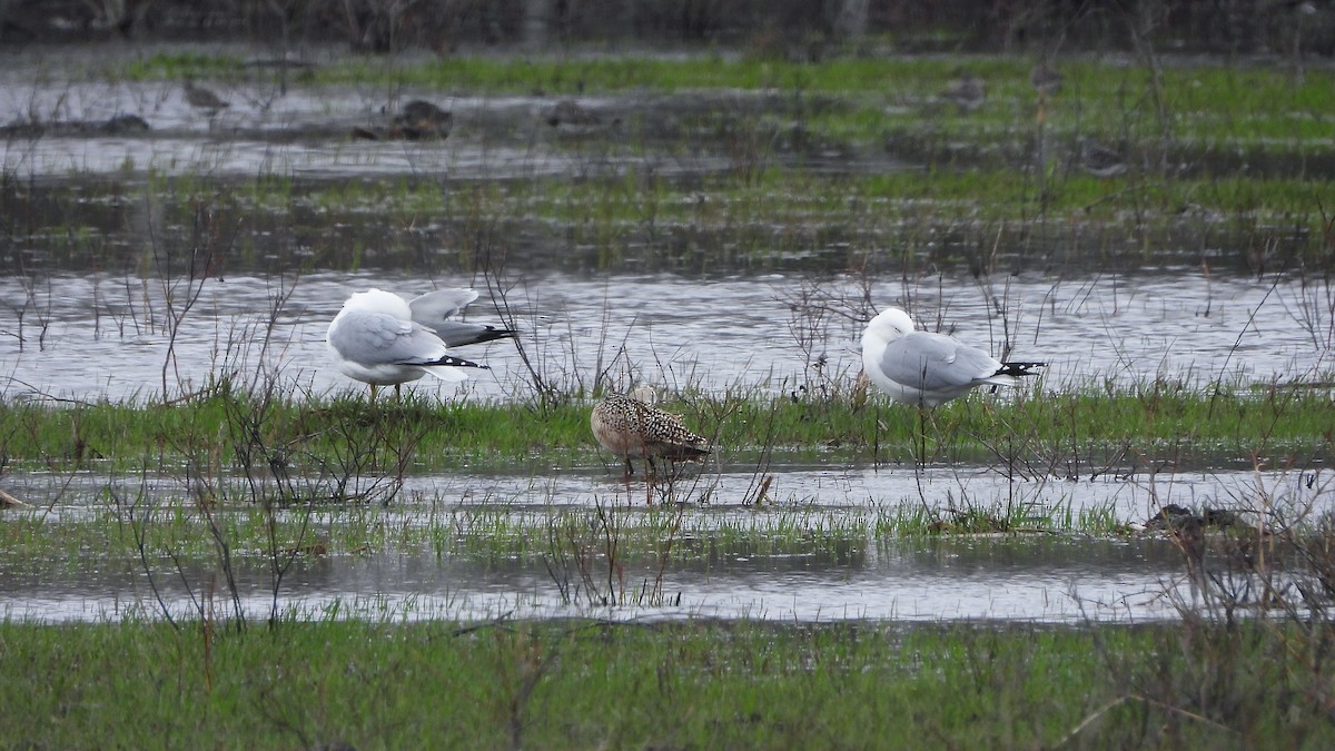 Marbled Godwit - ML620888743