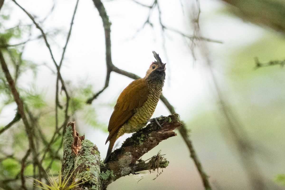 Golden-olive Woodpecker - ML620888744
