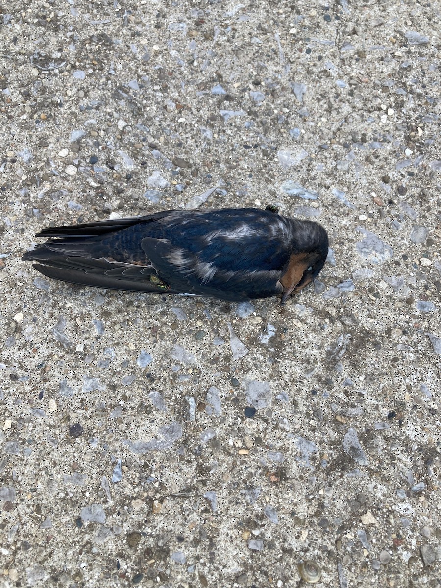 Barn Swallow - ML620888746