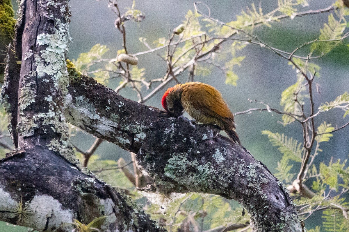 Golden-olive Woodpecker - ML620888747