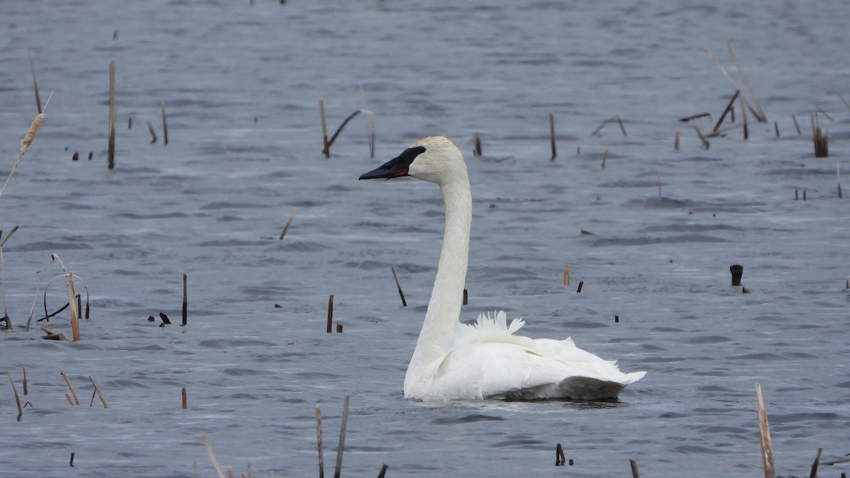 Trumpeter Swan - ML620888749