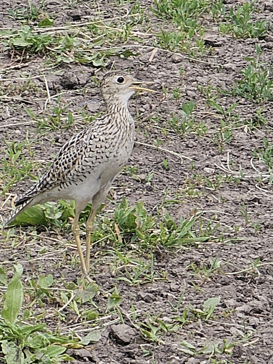 Upland Sandpiper - ML620888750