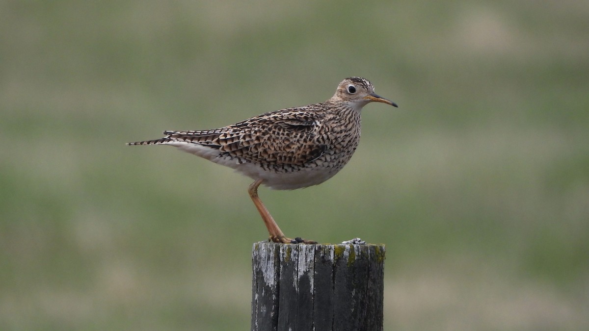 Upland Sandpiper - ML620888755