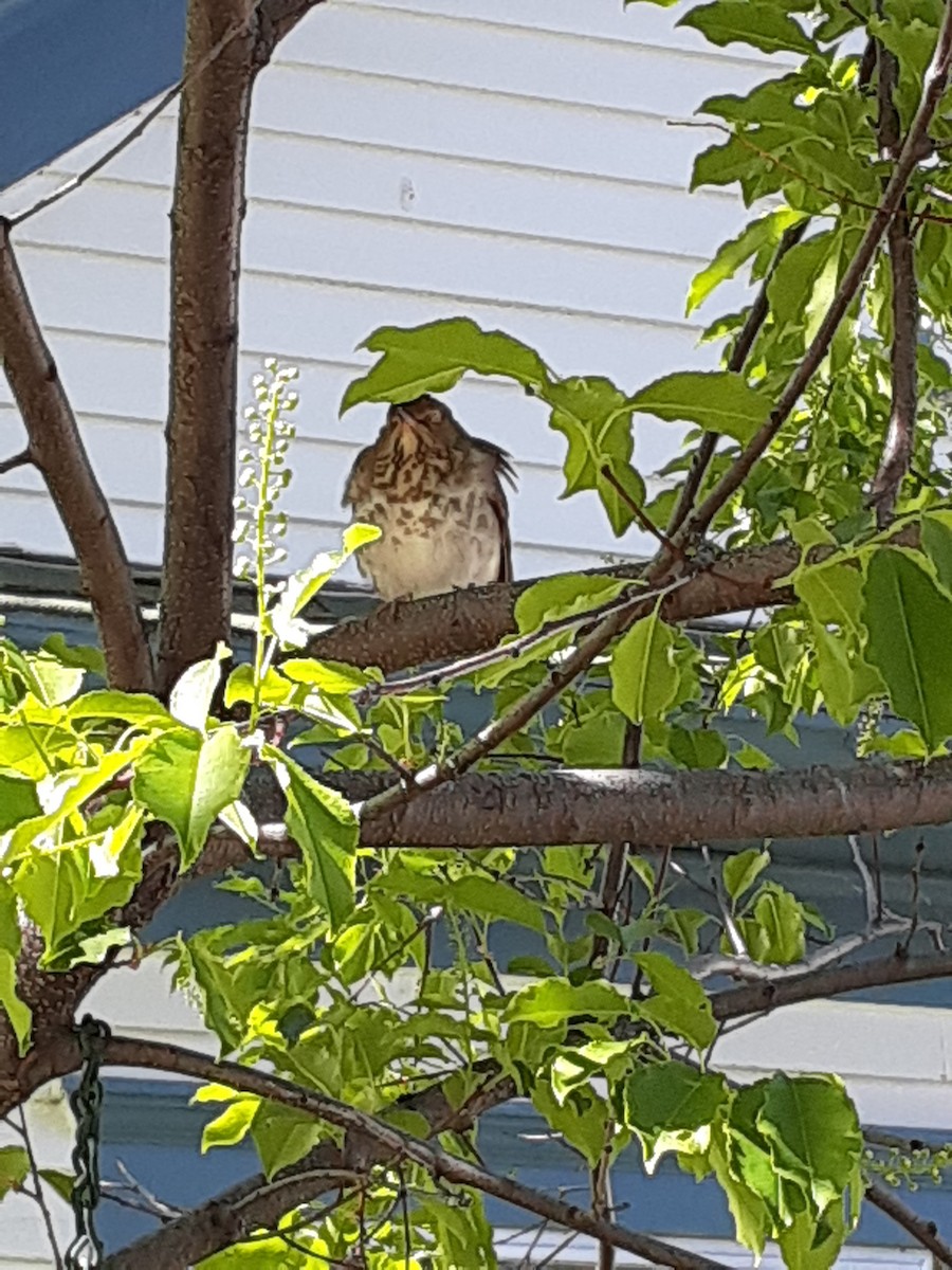 Hermit Thrush - ML620888756