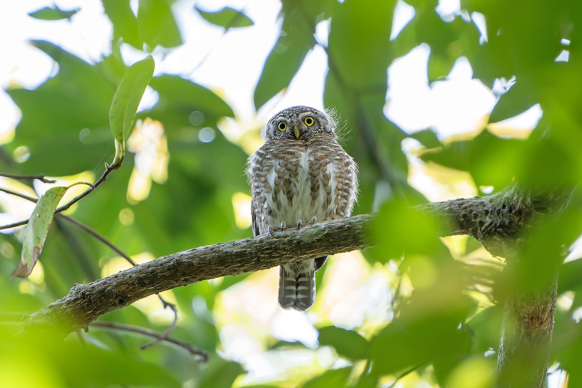 Collared Owlet - ML620888758