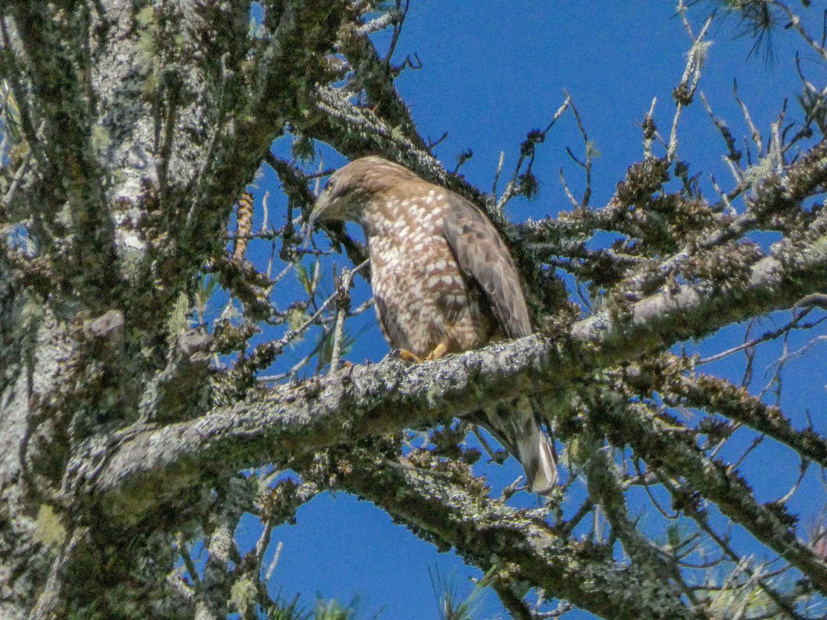 Broad-winged Hawk - ML620888759