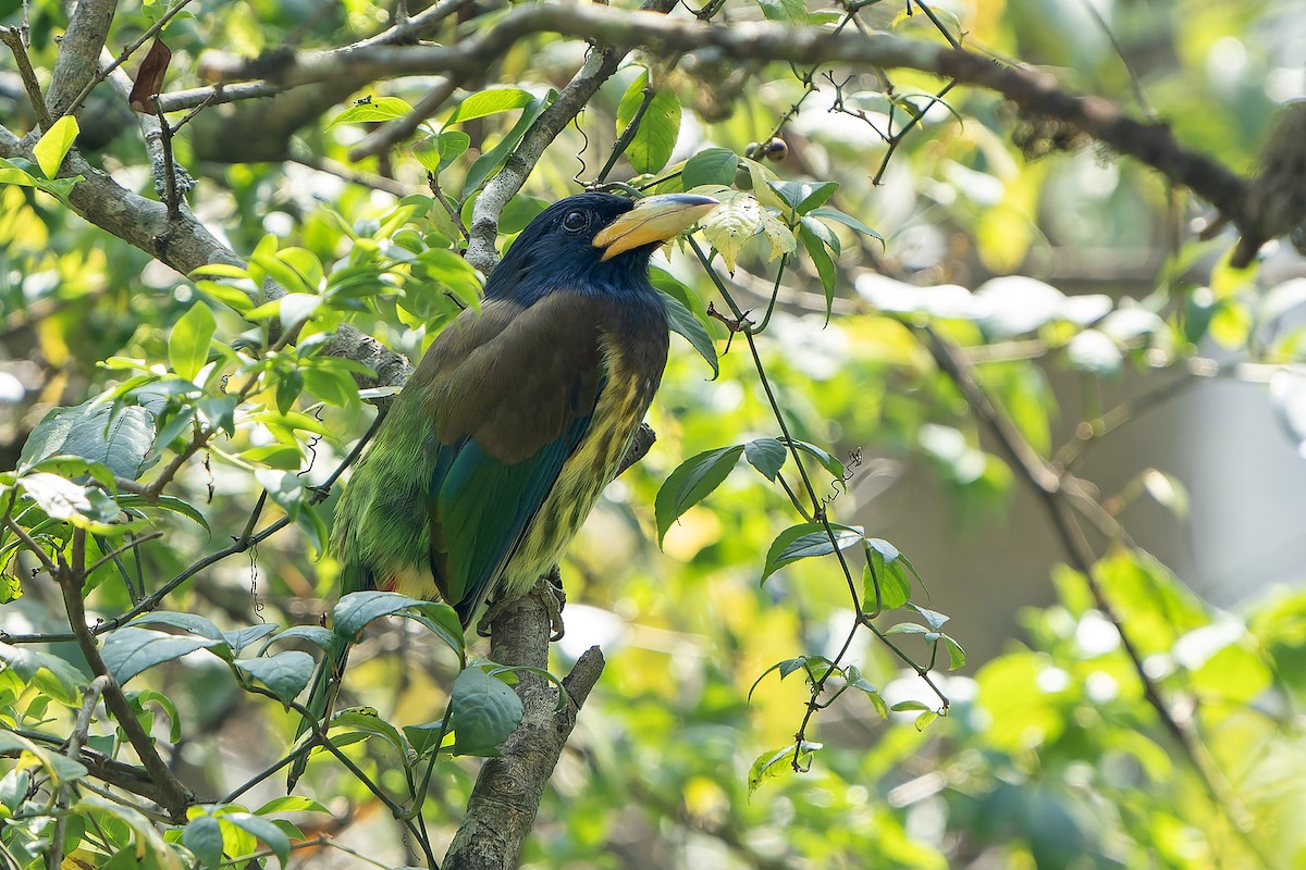 Great Barbet - Daniel López-Velasco | Ornis Birding Expeditions