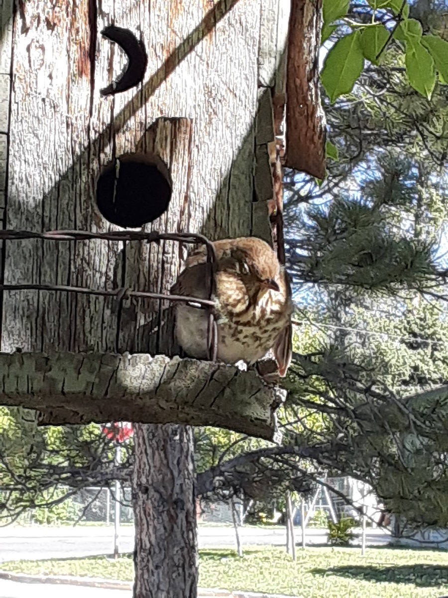 Hermit Thrush - ML620888765