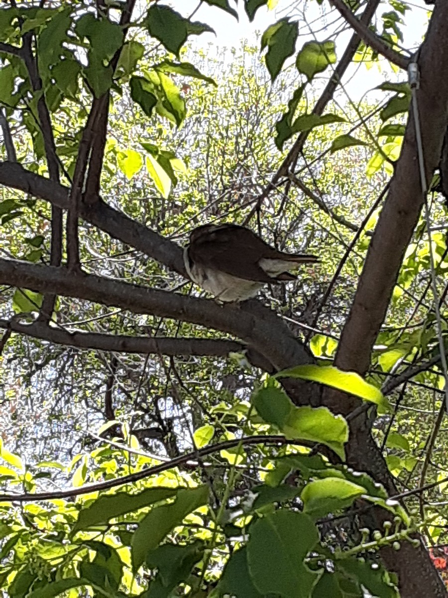 Hermit Thrush - ML620888766