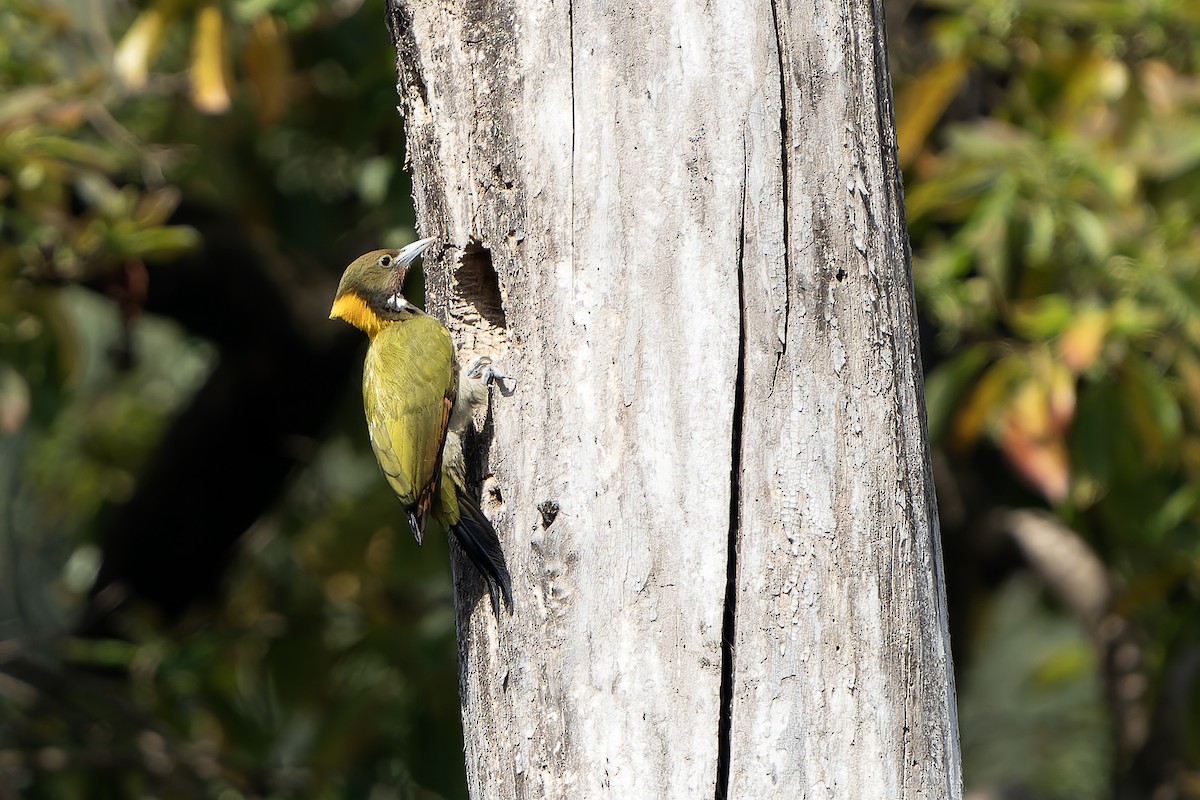 Greater Yellownape - ML620888768