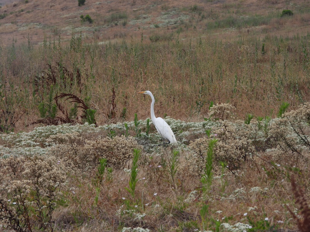 Great Egret - ML620888771