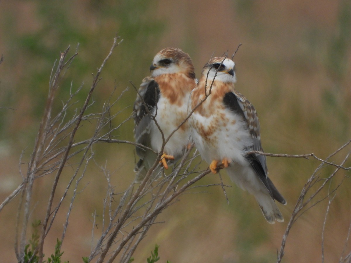 White-tailed Kite - ML620888772