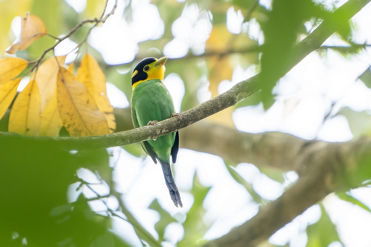 Long-tailed Broadbill - Daniel López-Velasco | Ornis Birding Expeditions