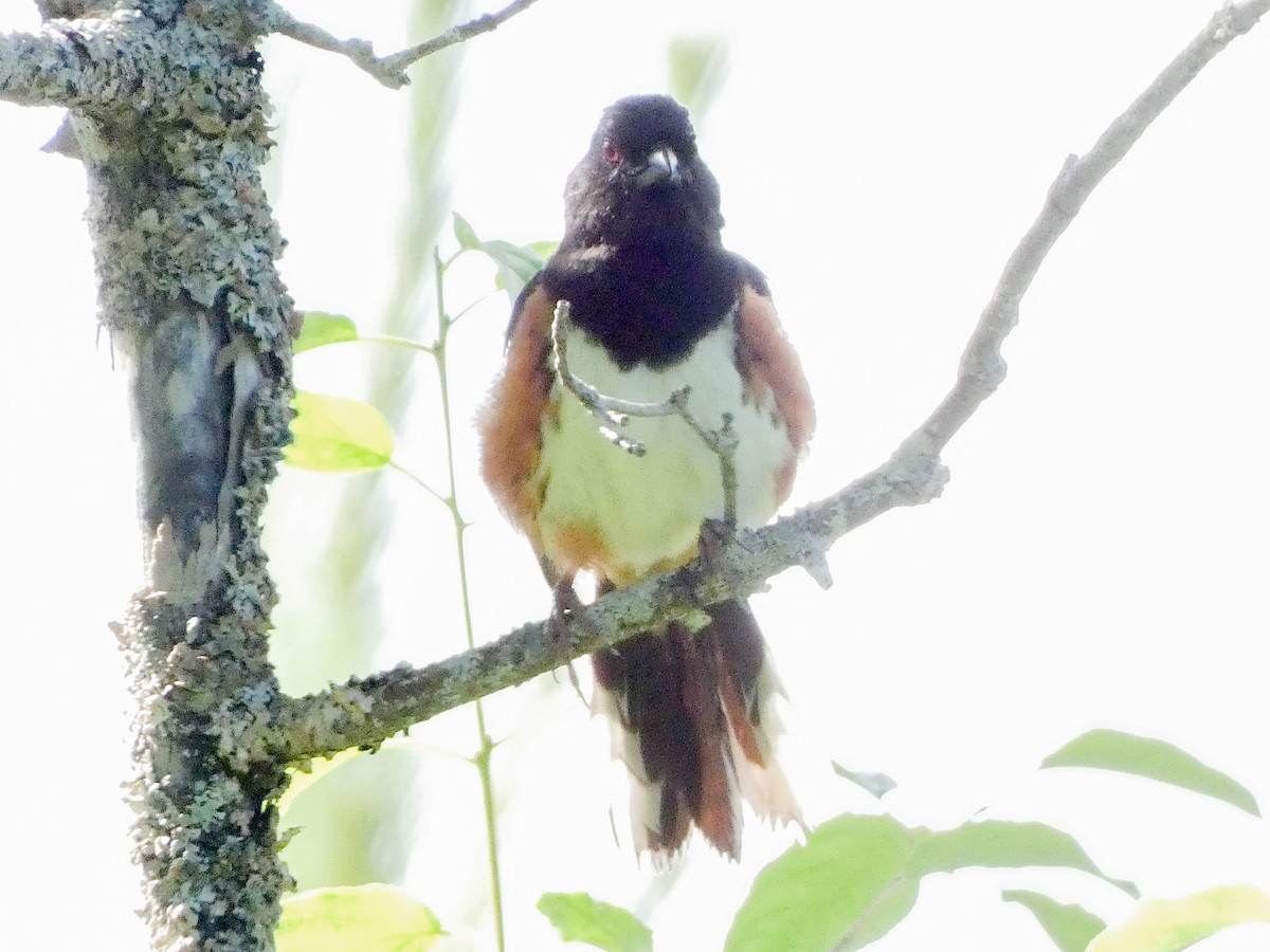 Eastern Towhee - ML620888774