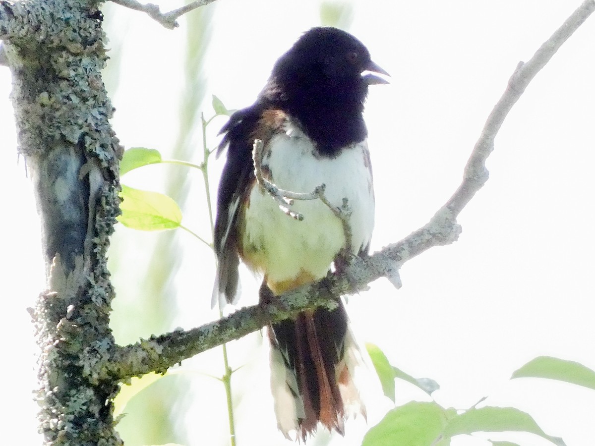 Eastern Towhee - ML620888775