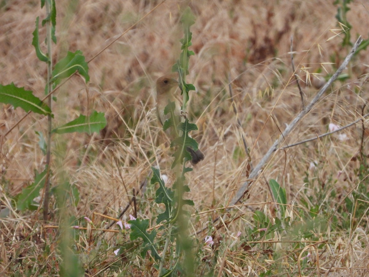 Blue Grosbeak - ML620888777