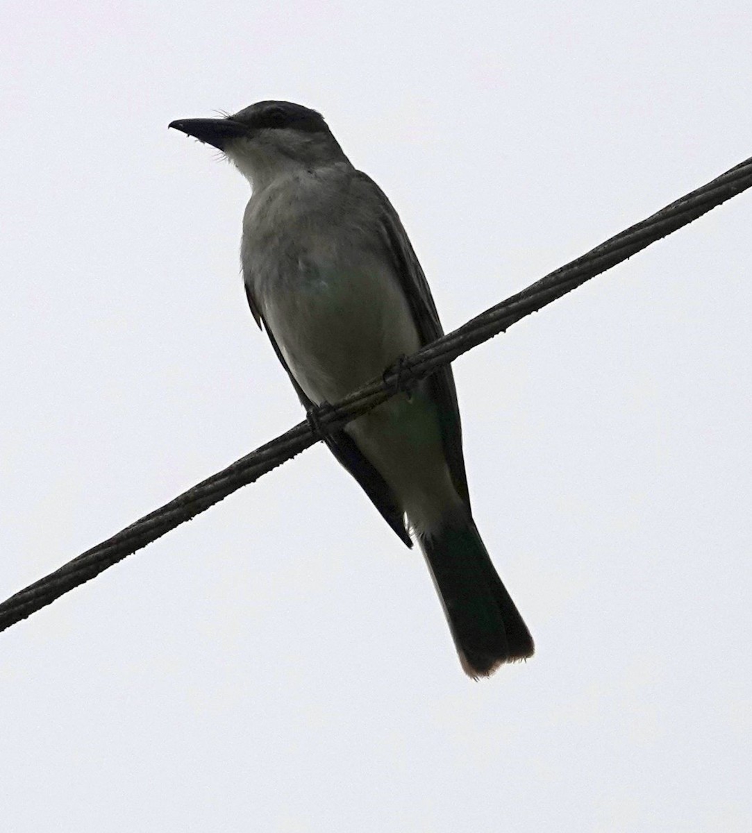 Gray Kingbird - ML620888778