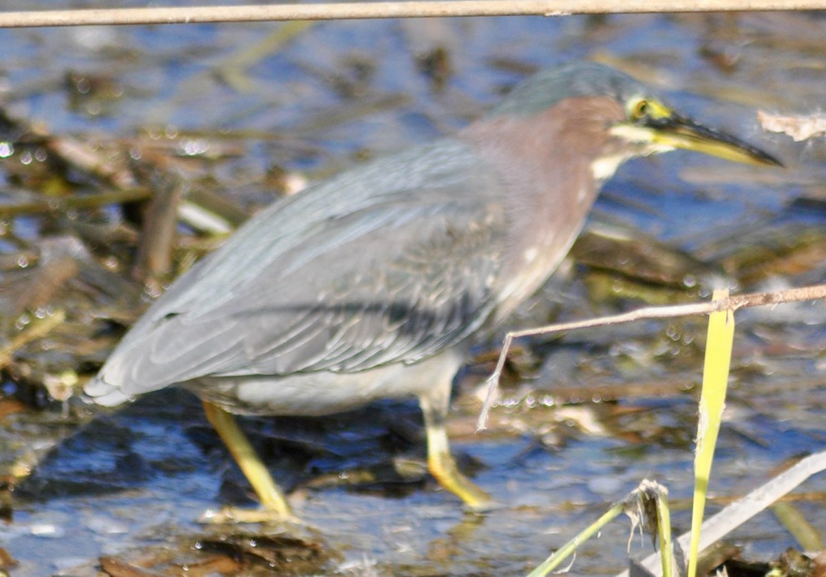 Green Heron - ML620888779