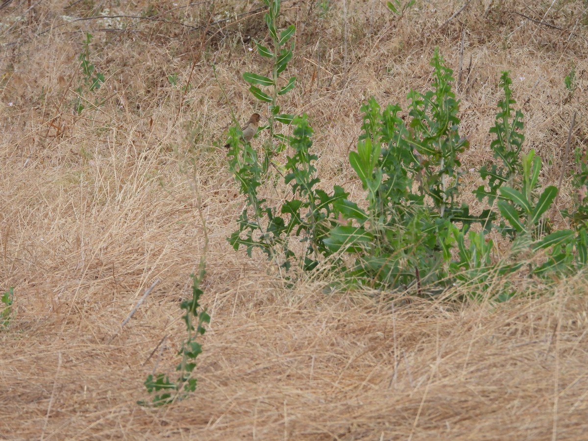 Blue Grosbeak - ML620888780