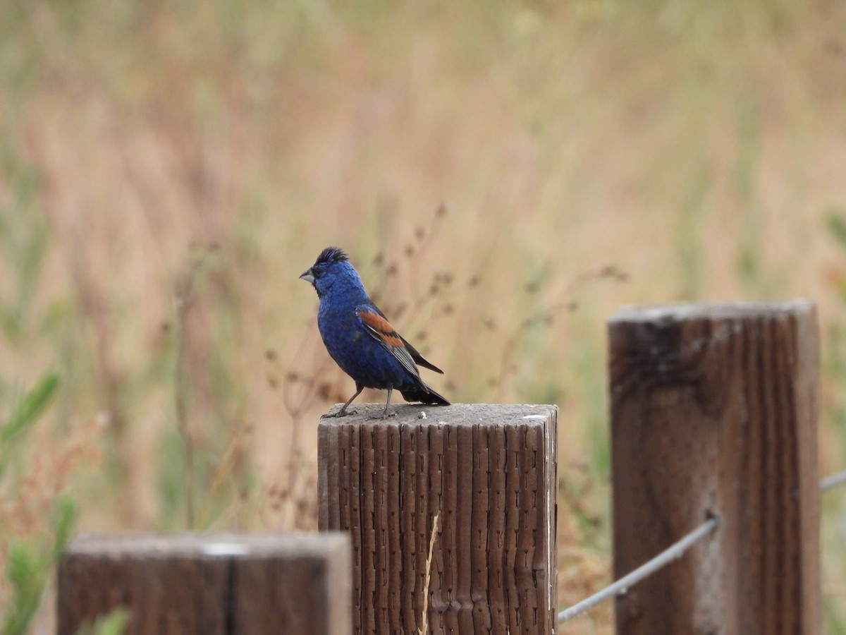 Blue Grosbeak - ML620888791