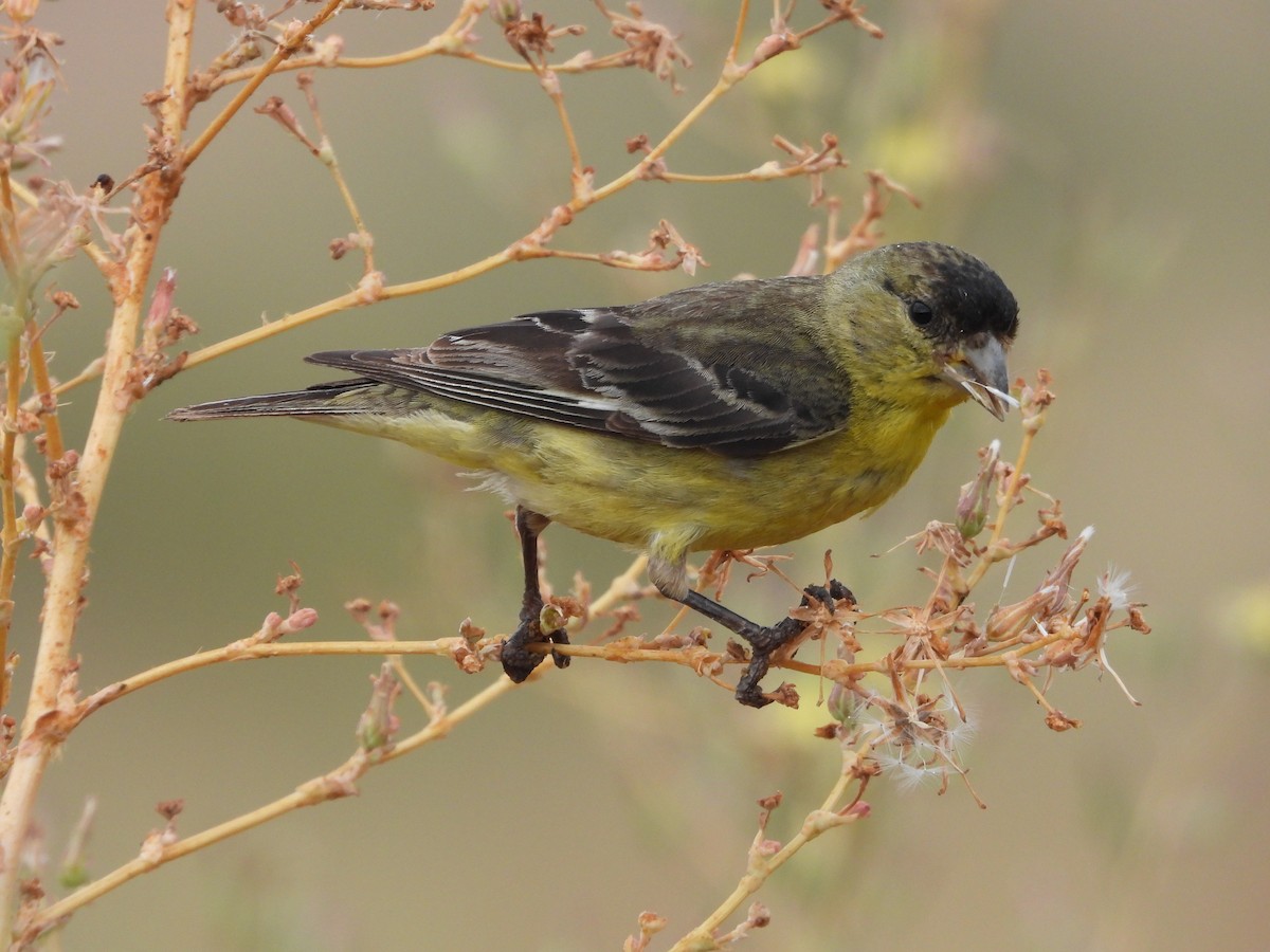 Lesser Goldfinch - ML620888794