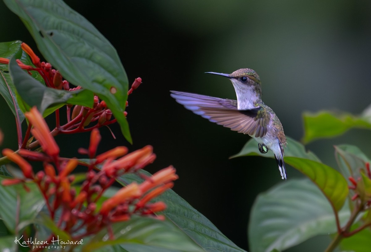 Colibri à coiffe blanche - ML620888796