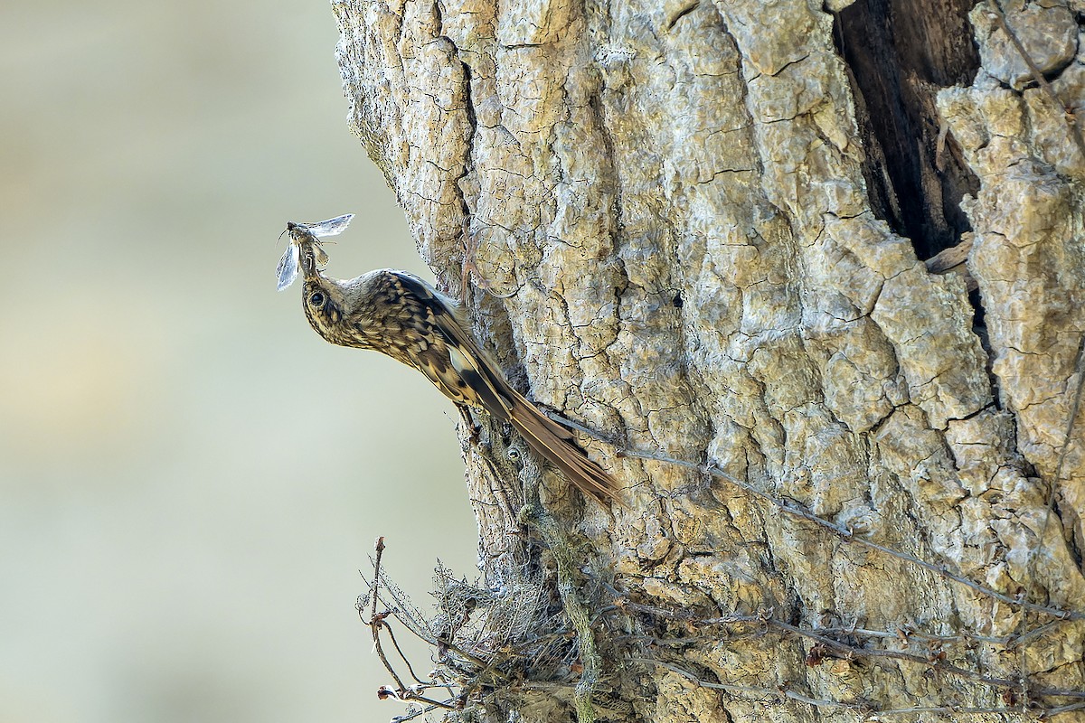 Sikkim Treecreeper - ML620888798