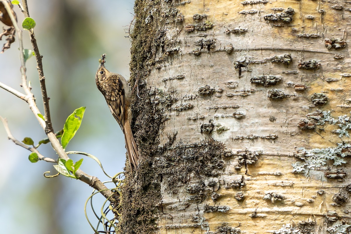 Sikkim Treecreeper - Daniel López-Velasco | Ornis Birding Expeditions