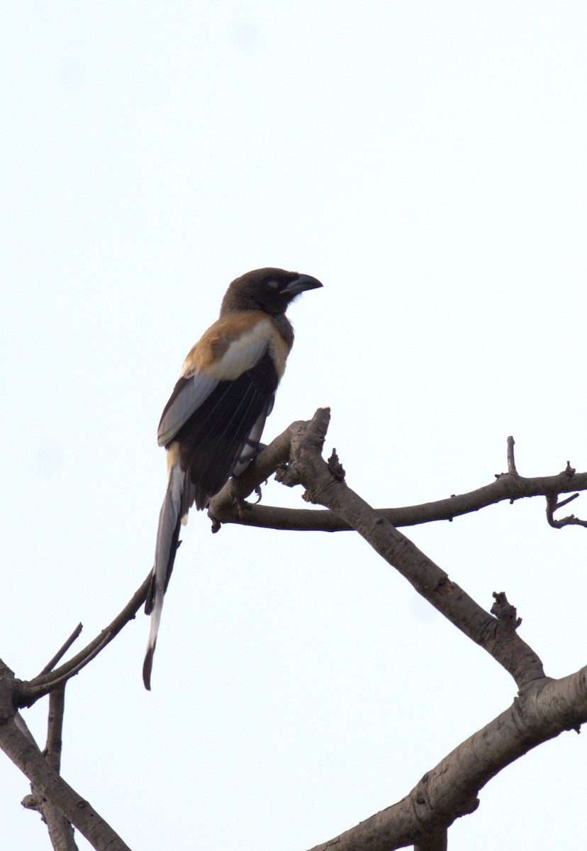 Rufous Treepie - ML620888800