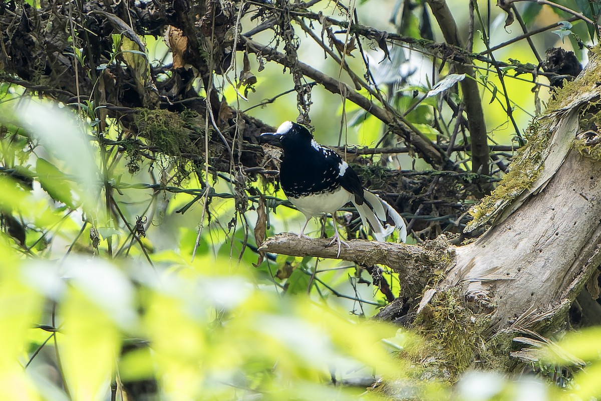 Spotted Forktail - ML620888801