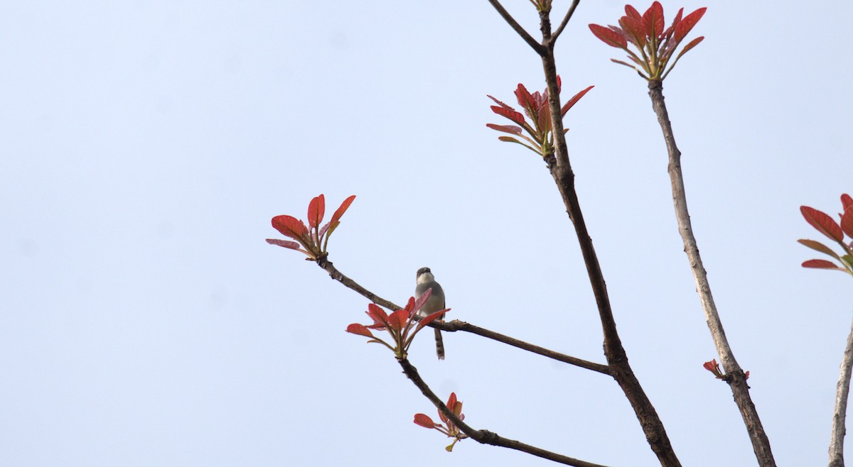 gråbrystprinia - ML620888803